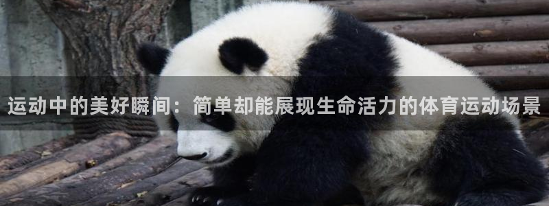 九游app能交易吗：运动中的美好瞬间